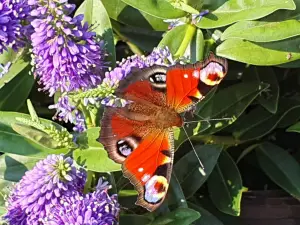 Annelies 01 Toch zomer